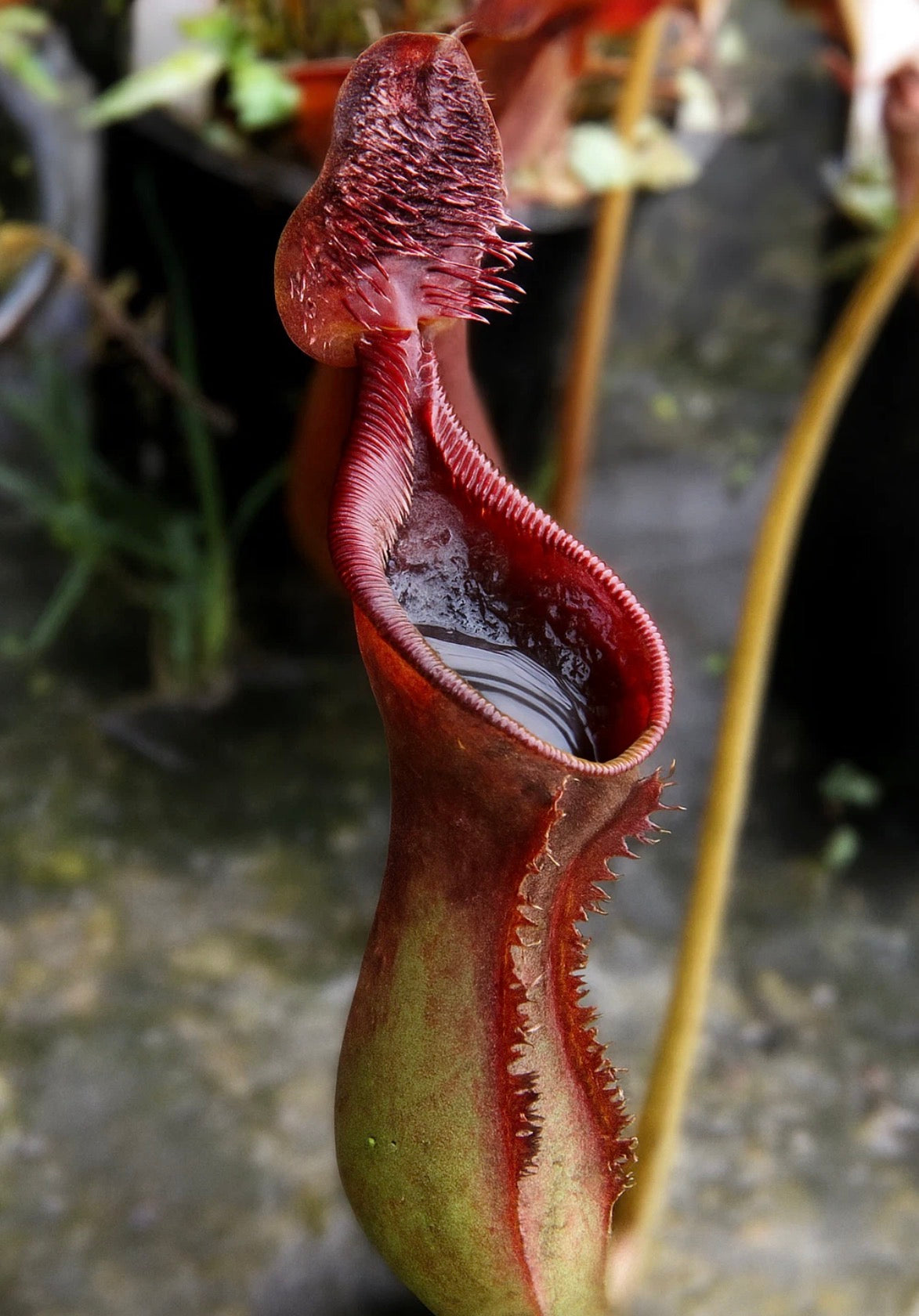 Nepenthes Lowii Seed Pod (Single Pod)