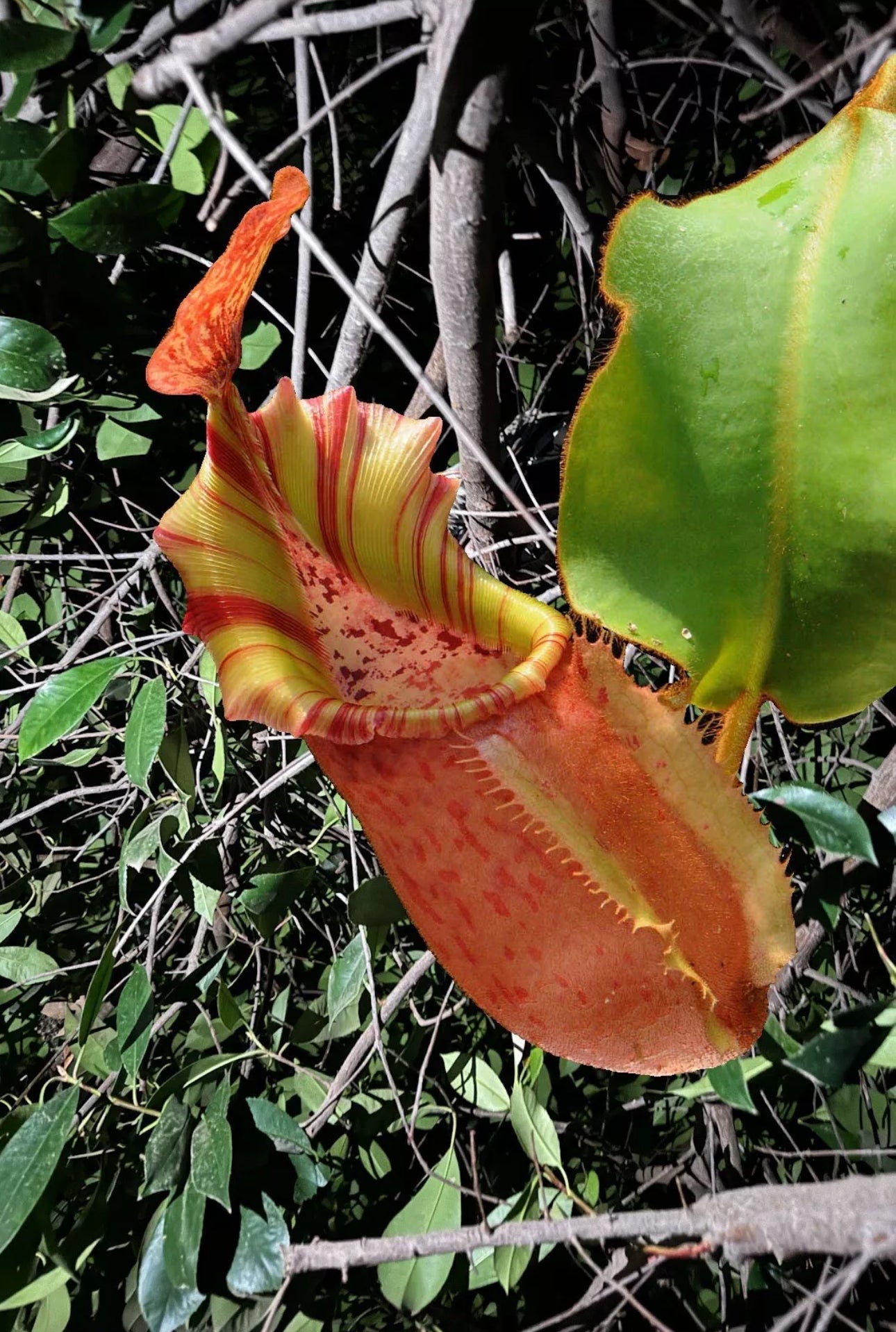 100 Nepenthes Veitchii Seeds Grown and Harvested in California USA