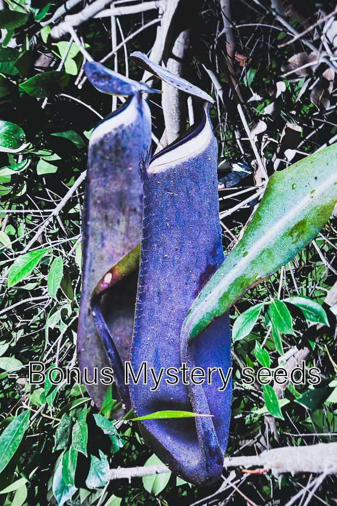 50 Nepenthes Albomarginata Black Seeds + Bonus Mystery Seeds