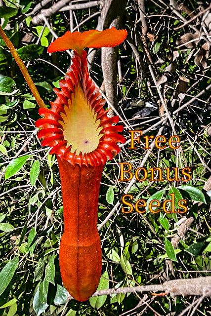 carnivorous plant seeds for sale Limited Supply)50 Nepenthes Edwardsiana Seeds + 10 Bonus Mystery seed – The Nepenthes Seed Store