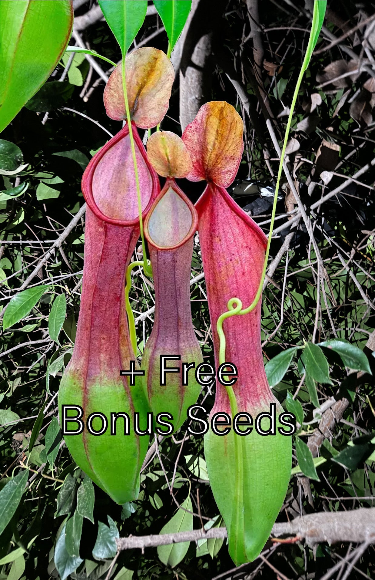 nepenthes pitcher plant seeds 100 Nepenthes Alata Seeds + 10 Bonus Mystery Seeds