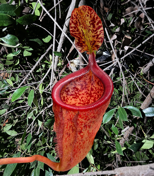 (Limited Stock) 100 Nepenthes Attenboroughii Seeds Freshly Harvested in California,USA