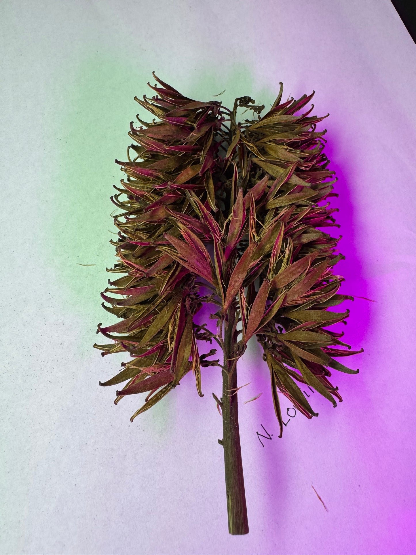Nepenthes Lowii Seed Pod (Single Pod)