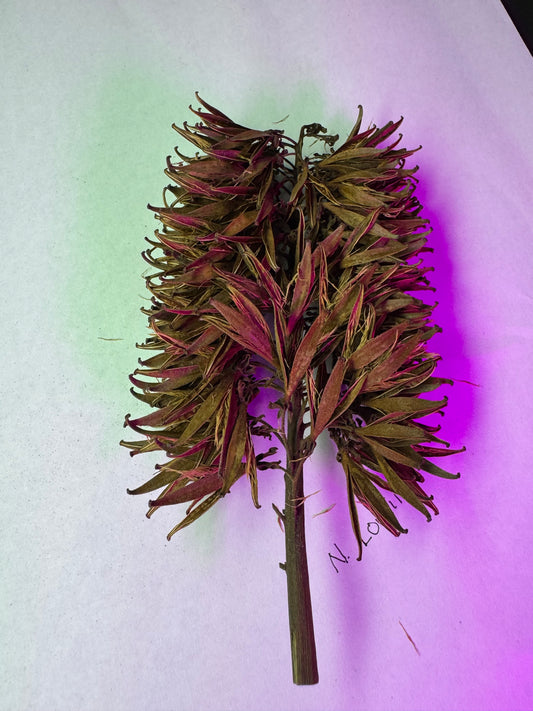 Nepenthes Lowii Seed Pod (Single Pod)