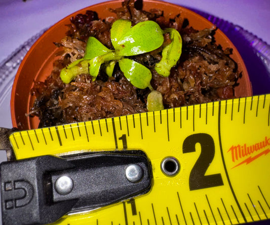LIVE PLANT - Nepenthes Villosa Seed Grown, Germinated 02/20/25 #3