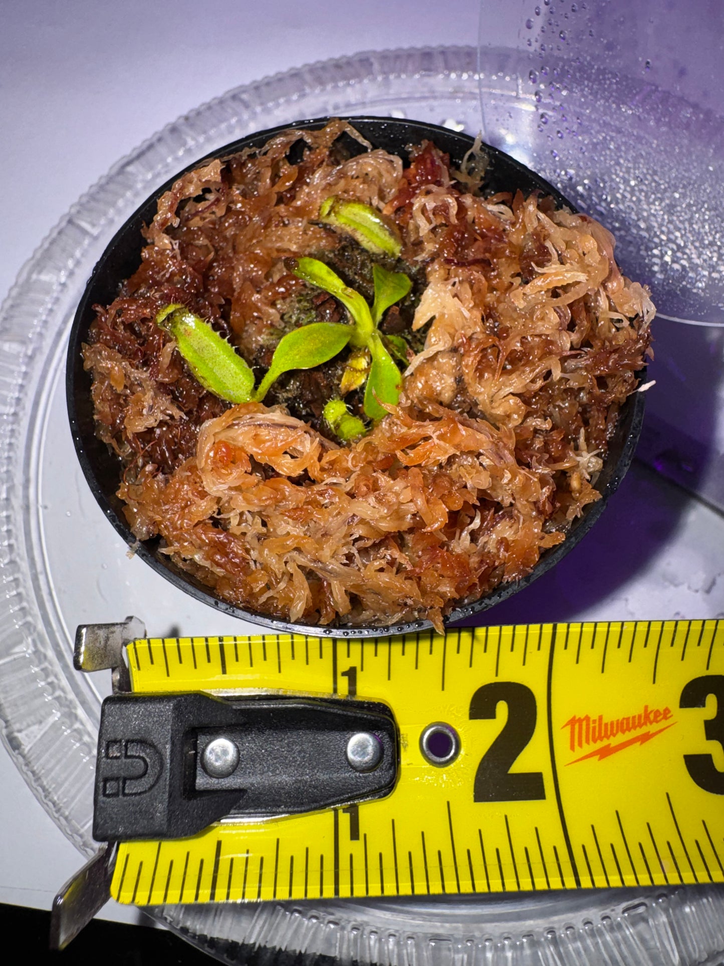 LIVE PLANT - Nepenthes Villosa Seed Grown, Germinated 02/20/25 #2