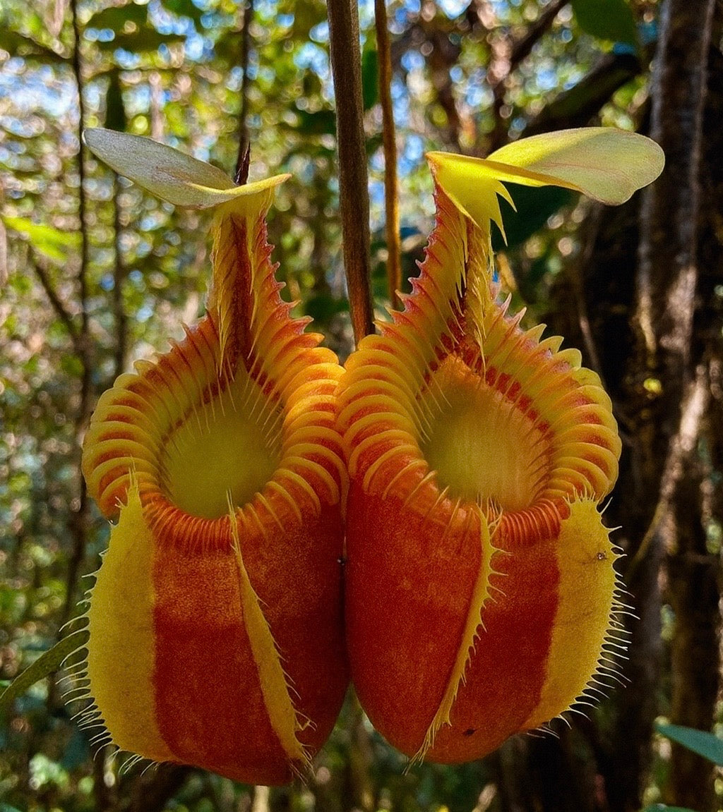 LIVE PLANT 🌱- Nepenthes Villosa Seed Grown, Germinated 02/20/25 #3