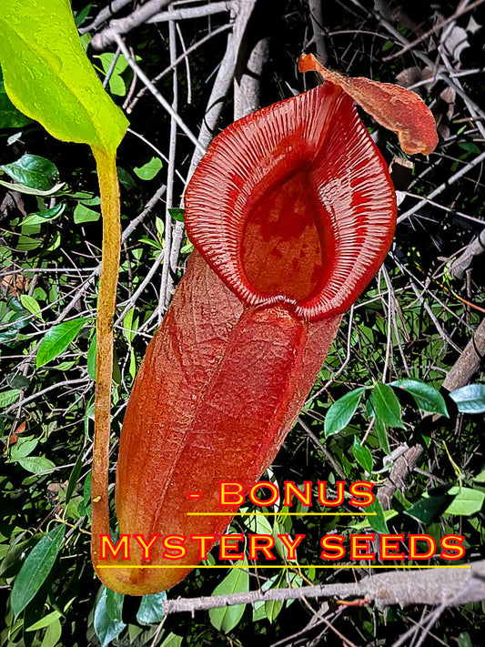 (Limited) 50 Nepenthes Robcantleyi Seeds + Bonus Mystery Seeds