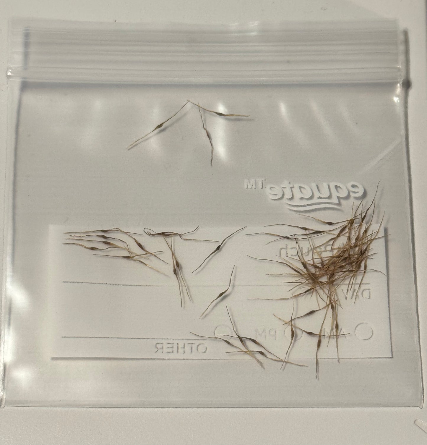50 N. Rigidifolia seeds harvested 6/30/2026 ( Limited Supply)