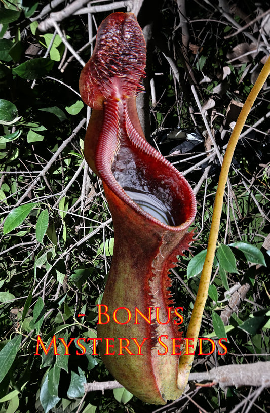 100ct Nepenthes Lowii Seeds Freshly Harvested + 20 Free Bonus Seeds