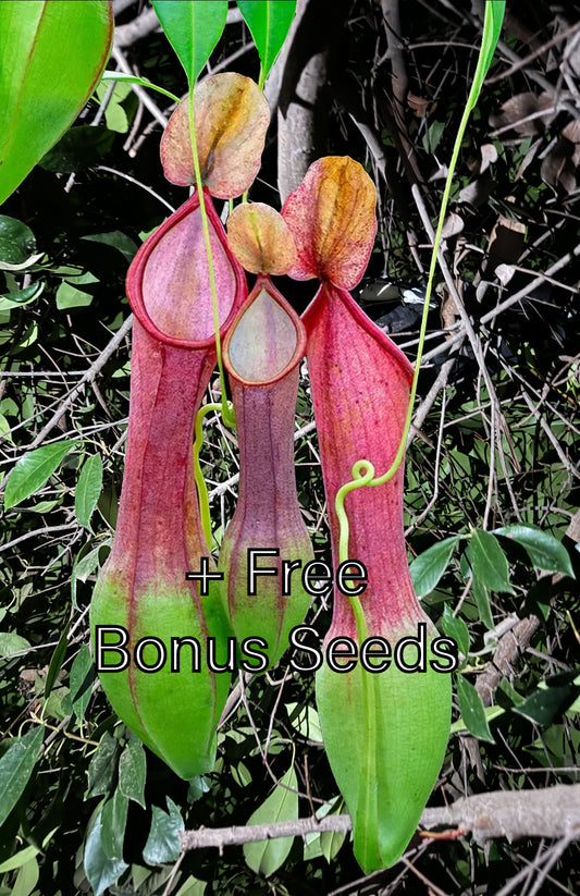 100 Nepenthes Alata Seeds + 10 Bonus Mystery Seeds