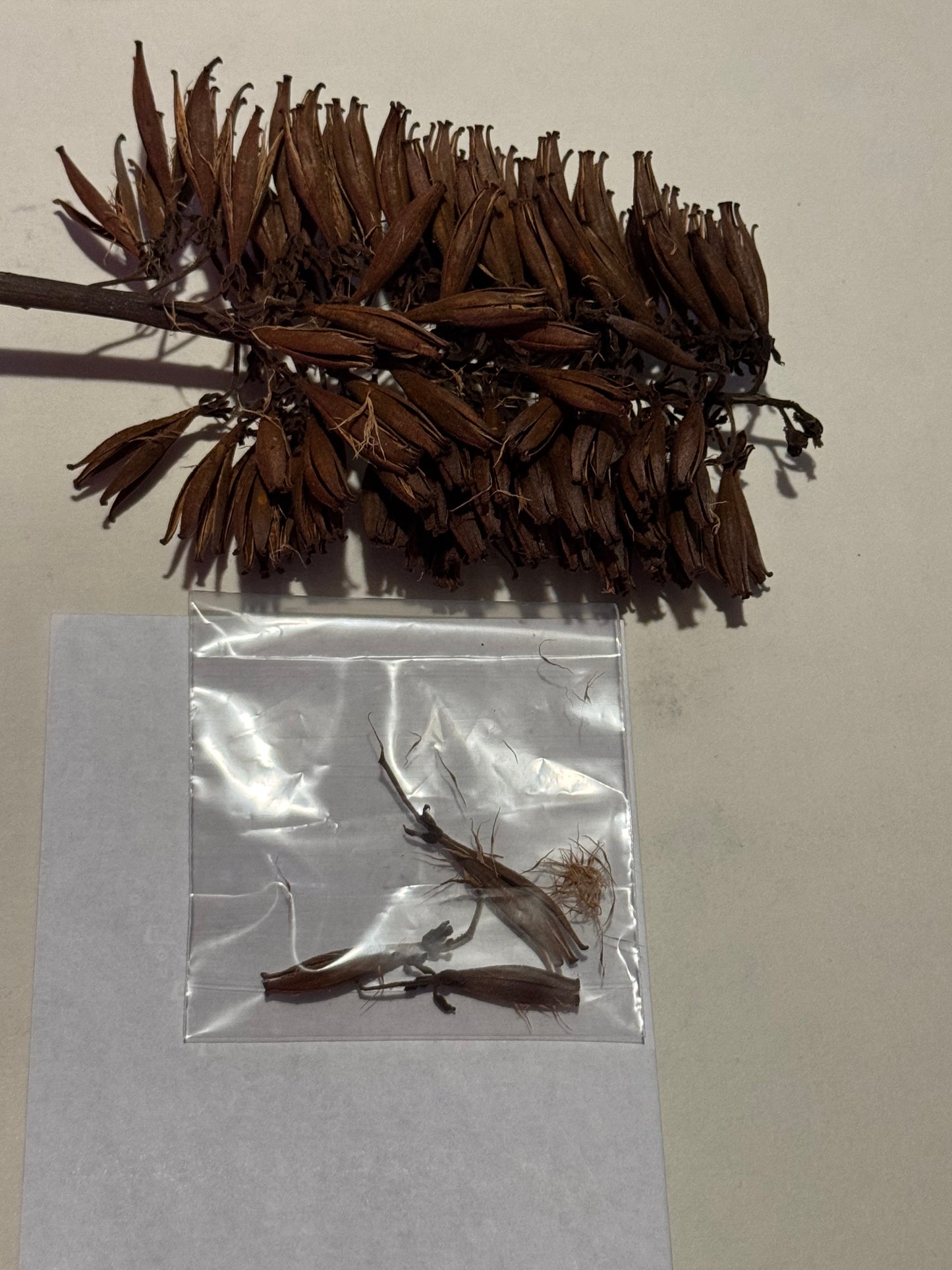 100 Nepenthes Veitchii Seeds Grown and Harvested in California USA