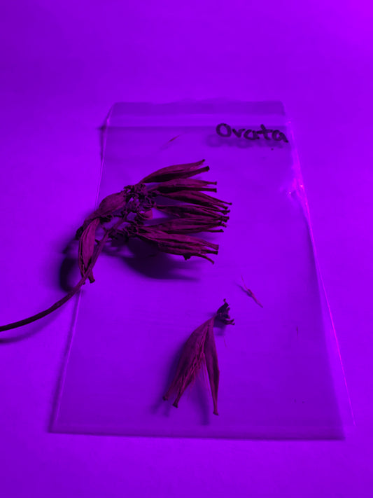 Nepenthes Ovata Seed Pod