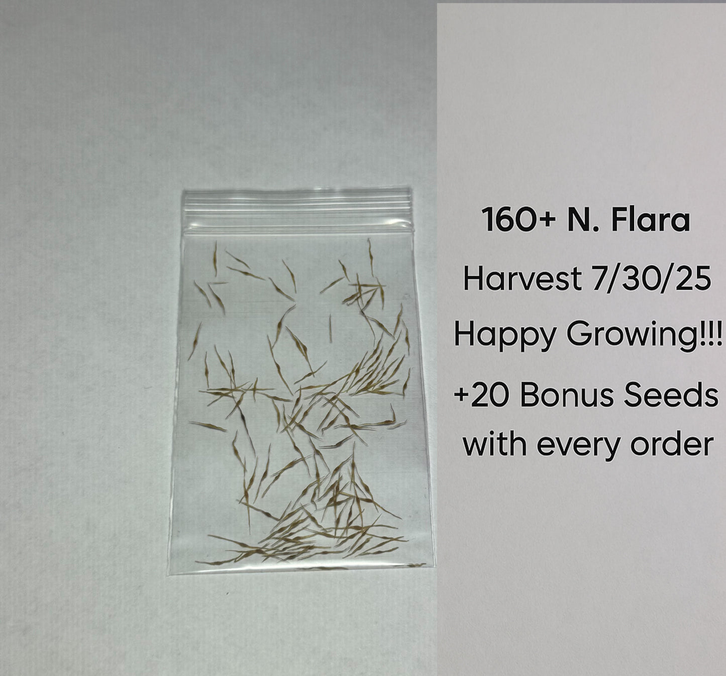 100 Nepenthes Flava Seeds Harvested 7/30/25 New Batch